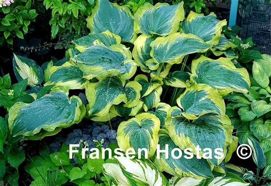 Hosta Seducer 